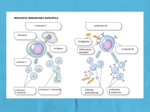 Sistema Inmunitario  by Ruth Sanchez Fernandez