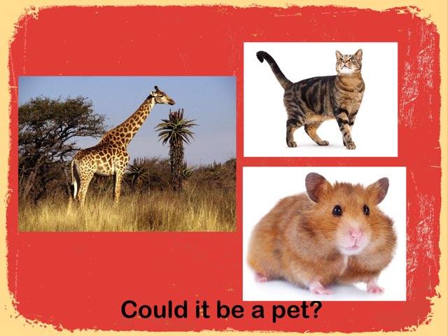 Pets by Richard Murphy