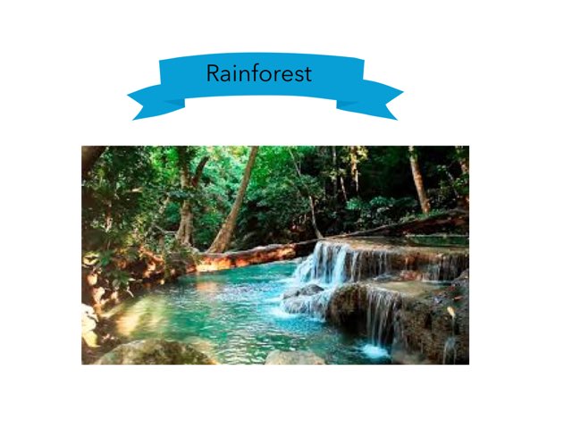 Rainforest by Ángela Fernández