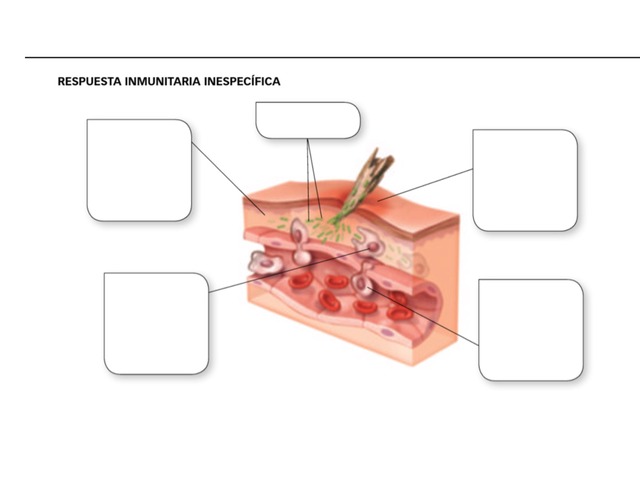 Respuesta Imunitaria Y Inespecifica by Lucia Aidar Garcia