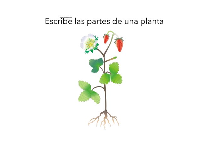 Las Plantas by Almudena Bellot pedraja