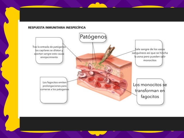 Puzzle Biología  by Alejandro Lopez-Damas Jimenez