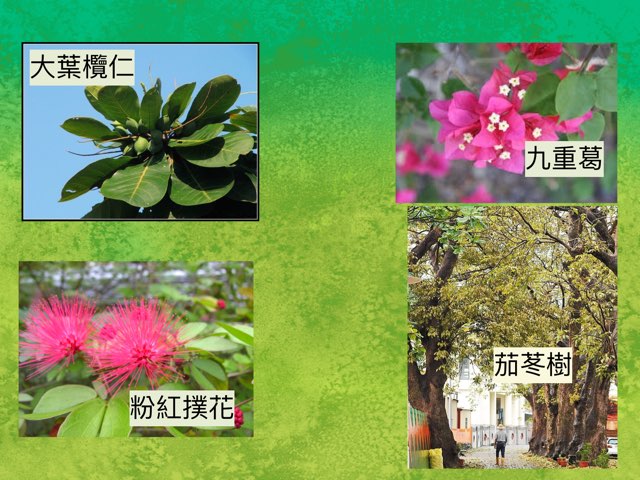 認識校園植物 by Kai-Ho Chan