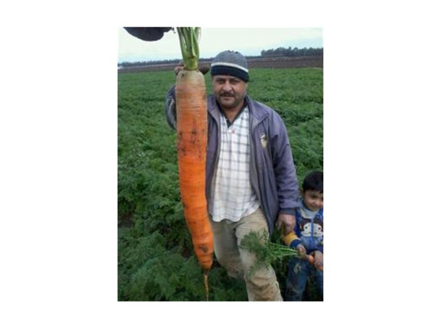 פירוש תמונות אבסורדיות by גלעד מחנך