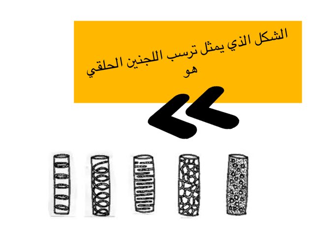 الانسجة النباتية by mariam yousef