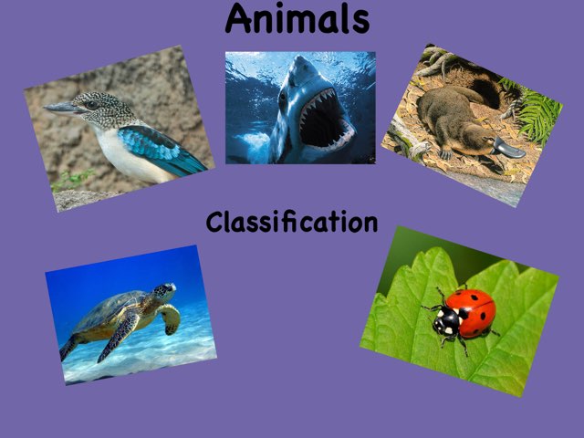 Animals by Jone Ugalde