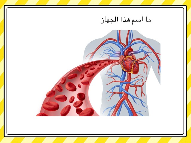 جهاز الدوران Copy  by lama