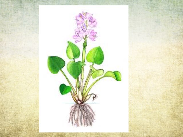 اجزاء النبات by Derar_bin_alazwar Alazwar