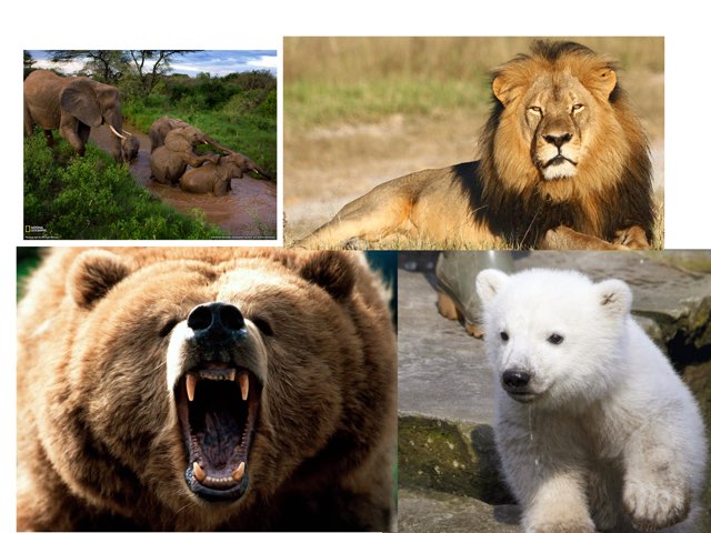 Animals by Xavi Aparisi