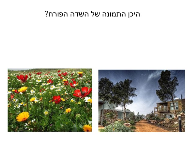 אביב by ורד כהן