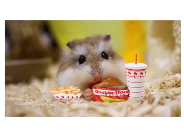 Hamsters  by Zoë Woudstra