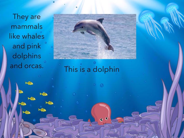 Pink Dolphins by Robert Spreng