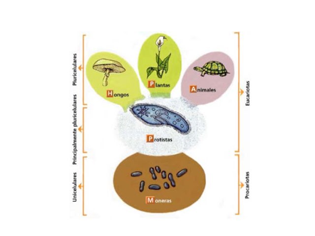 Reinos
 by Estrellita Rodriguez