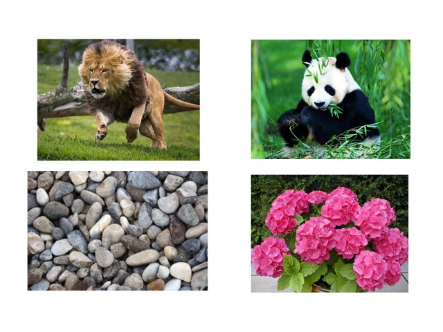 Animales by Almudena Bellot pedraja