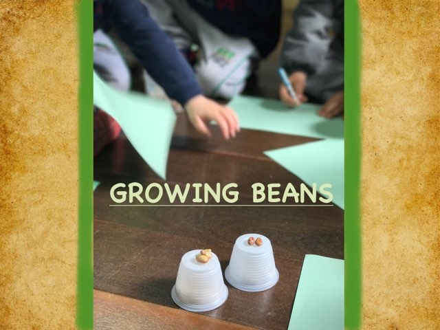 G4A - GROWING Beans  by Giovanna Padroni