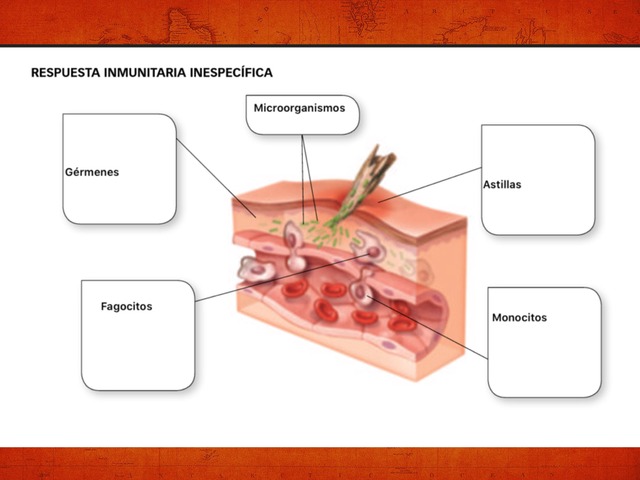 Sistema Inmunitario  by Ascension Ruiz Montes