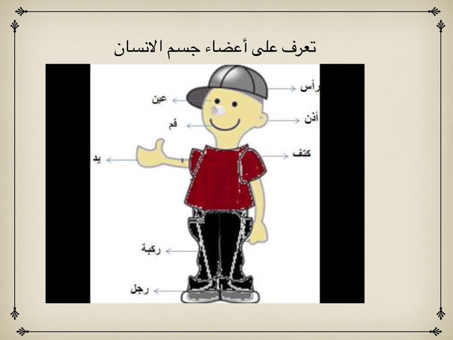 أعضاء الجسم by Rabea abu salh