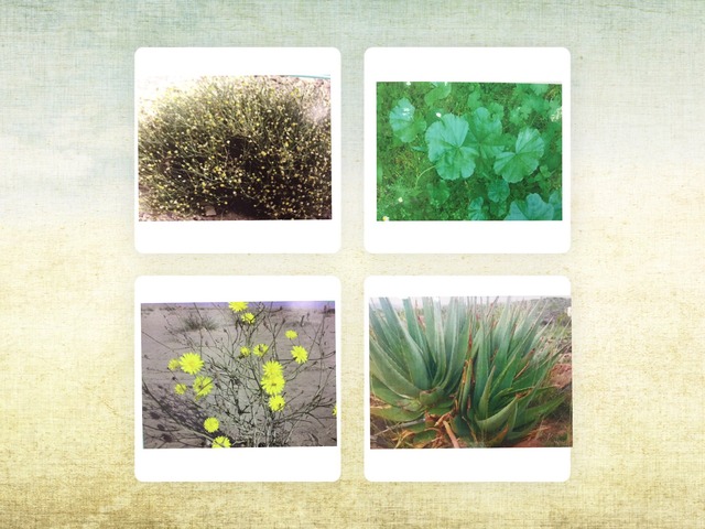 نباتات البر by KAH