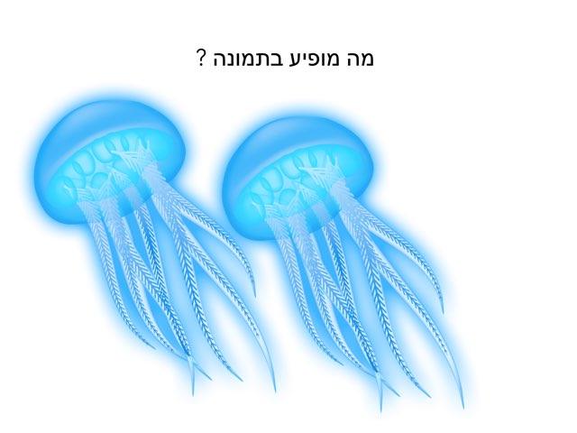 משחק 62 by מלי פרג