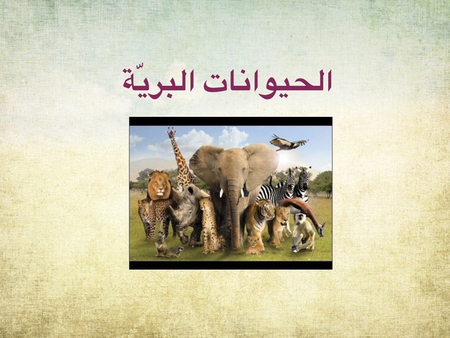 الحيوانات البرية by מהא אגבאריה