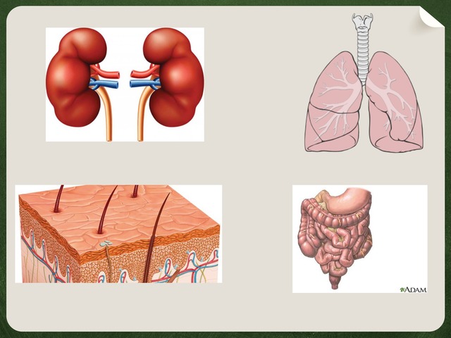La Excreción  by Marcos Abarca Fernandez