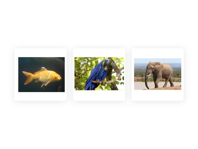 ANIMAIS by Leticia Ferreira