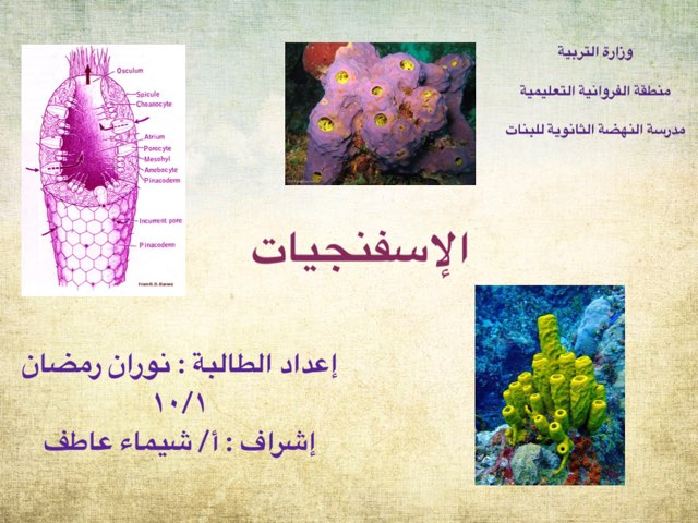 الاسفنجيات by شيماء عاطف
