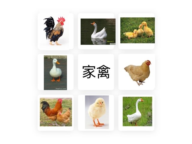 初小一家禽 by Tyhcks Chiu