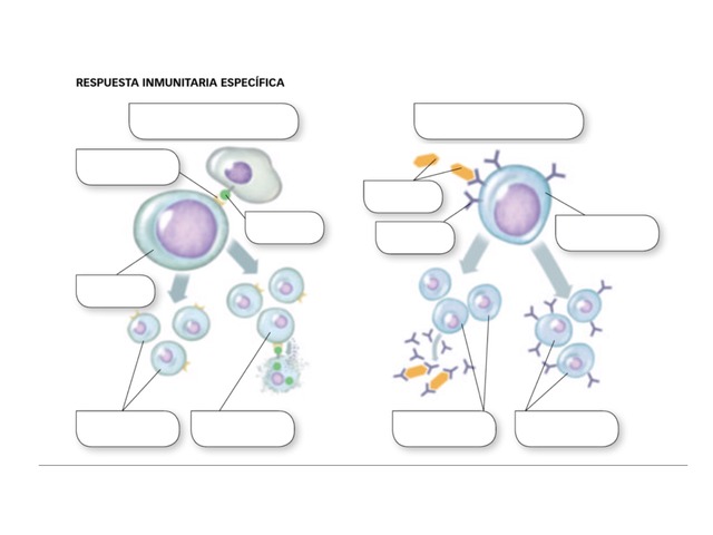 Respuesta Inmunitaria Específica  by Lucia Aidar Garcia