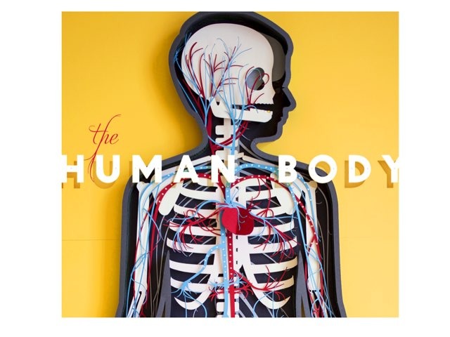 Human Body Colegio Base by Colegio Base