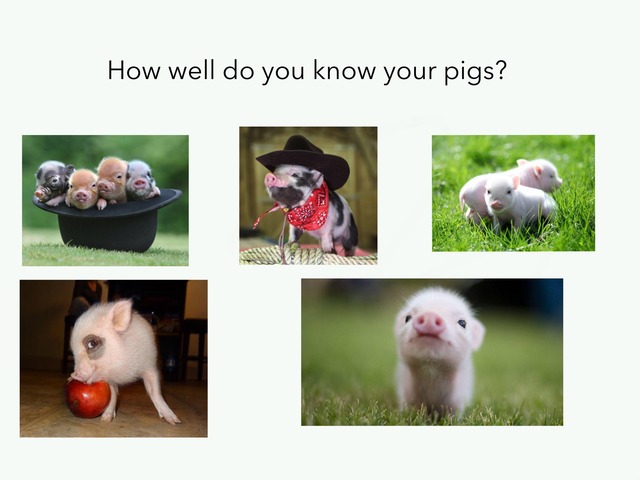 How Well Do You No Your Pigs? by Charley Bergthold