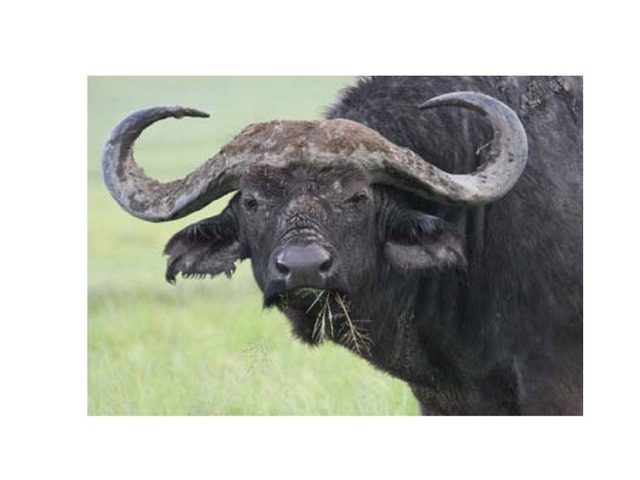 התאו by Stav Vilder