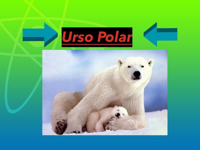 Urso Polar by Leandro Camperlingo Pitol