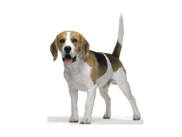 כלב by המרכז הטכנולוגי בית איזי שפירא