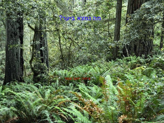 מה נמצא ביער?  by יבגניה גרץ