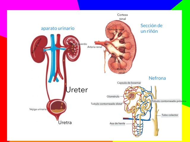 Dab by Pedro Savoini Garate