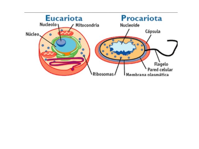 Eucariota y Procariota  by Estrellita Rodriguez