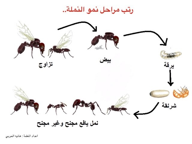 النملة by هانيه الحربى