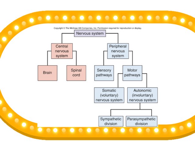 Nervous System Structure  by Mrs Nich