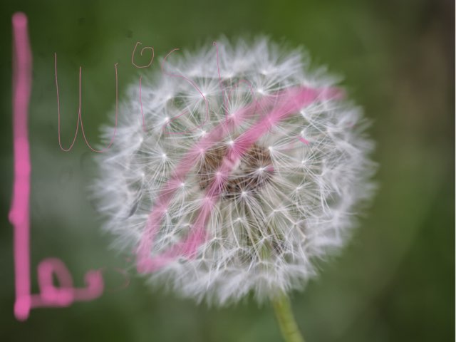 Wish by Daniela Hernandez