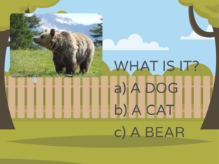 ANIMALS by Kasia Matykiewicz