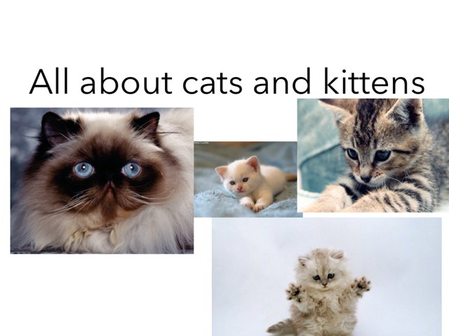 All About Cats And Kittens by Jessica Watne