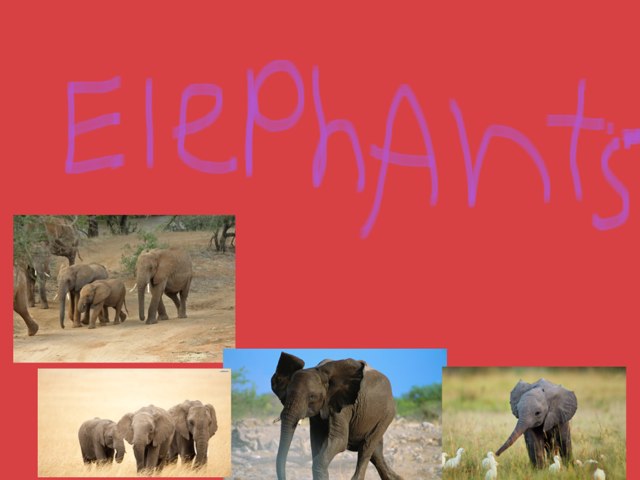All About Elephants by Jessica Watne