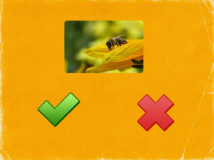 Anahit Gasparyan by Anahit Gasparyan