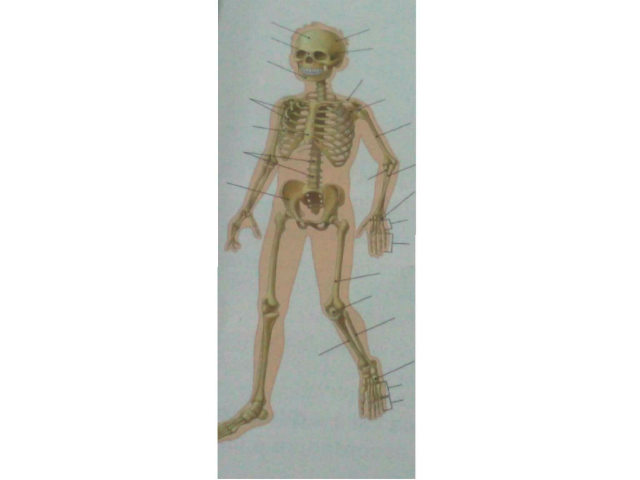 o esqueleto by dvgg ggg