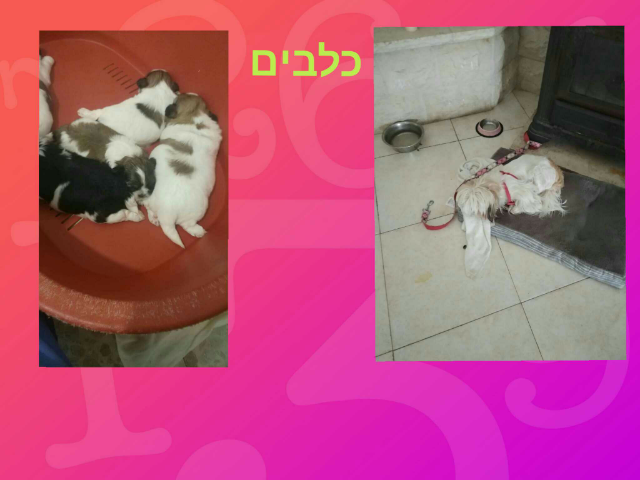 כלבים
 by מעיין פריאל