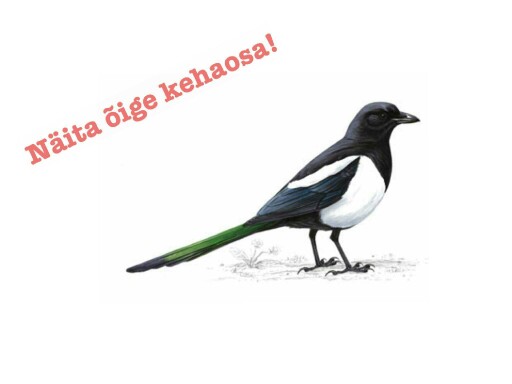 Linnu kehaosad by Margit Aedma