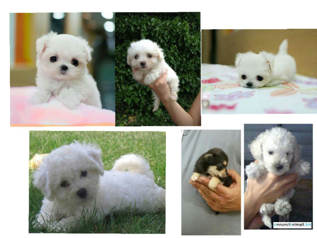 גאיה כלבים by רננה טב-אל