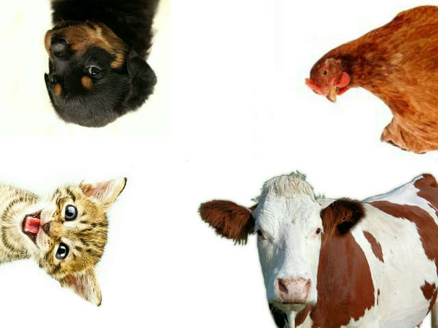 Cri des animaux by Jean Paternotte