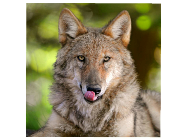 SRA jeu du loup  by Serge Salvat